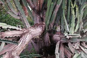El viento tira árboles, crístaleras y contenedores en puntos del municipio (Foto TA)